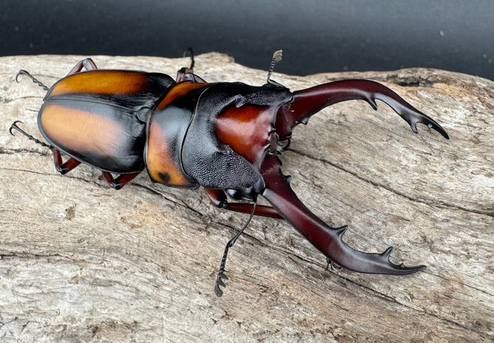 《ミラビリスノコギリクワガタ 65mm ♂単》