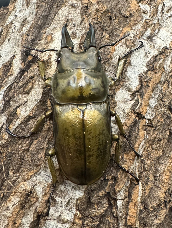 【F0】《ローゼンベルグオウゴンオニ 52mm ♂単》