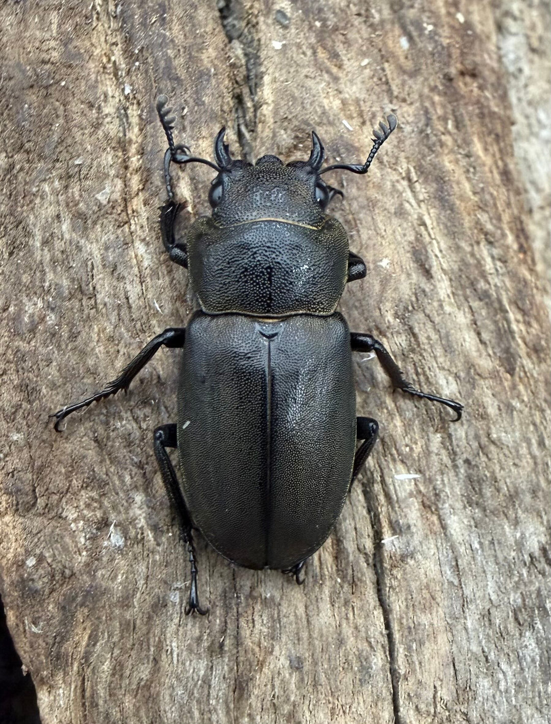 《スぺキオススホソアカ ベララベラ産 54mm ♂♀♀トリオ》