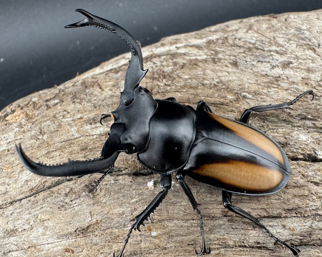 【WD】《ボイレアウシカ 50mm ペア》