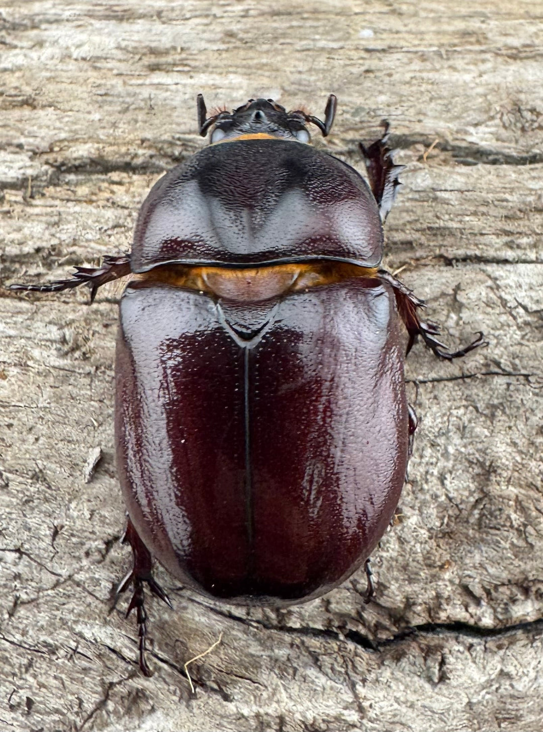 【WD】《クリイロムナコブサイカブト 33mm ペア》