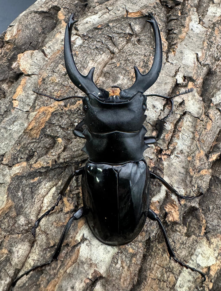 【WD】《インターメディアツヤクワガタ 87mm A'品ペア》