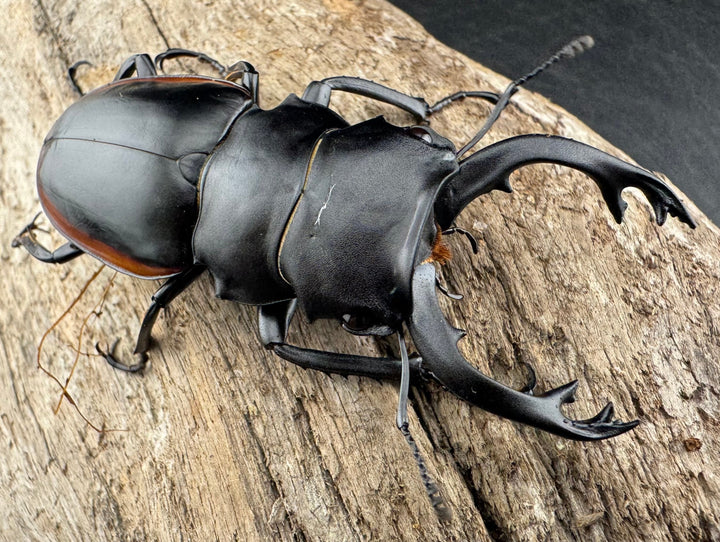 【WD】《クベラツヤクワガタ亜種sinensis 浙江省産 70mm ペア》