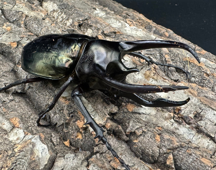 【WD】《ミンダナオアトラスオオカブト 90.5mm ペア》