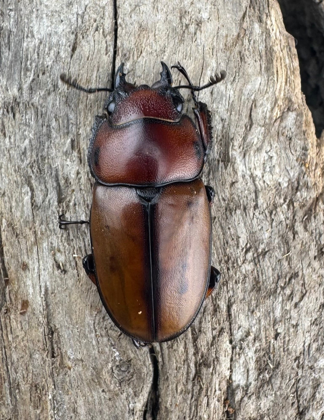 【WD】《アスタコイデスノコギリ ベンクール産 56mm ペア》