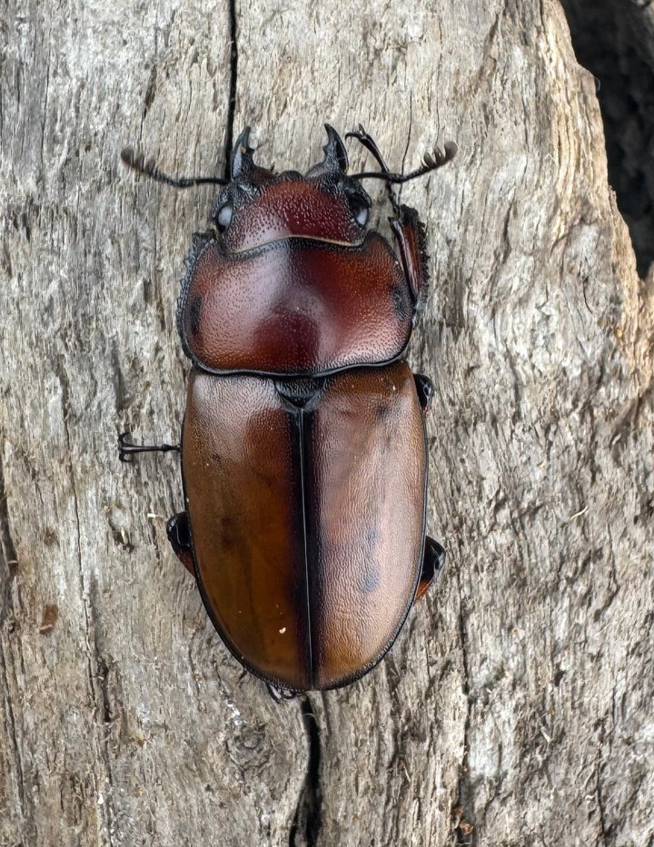 【WD】《アスタコイデスノコギリ ベンクール産 56mm ペア》