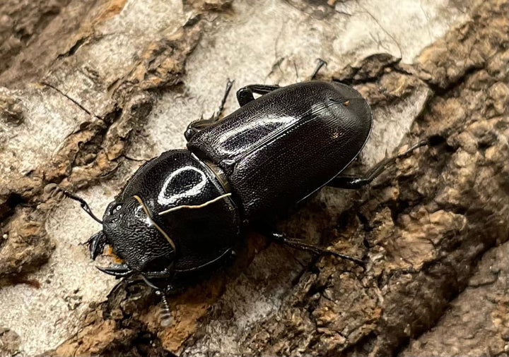 【WD】《グラキリスノコギリヒラタクワガタ 52mm ペア》