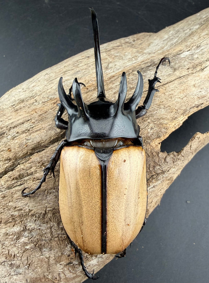 【WD】《ゴホンツノカブト原名亜種 タイ産 90mm ペア》