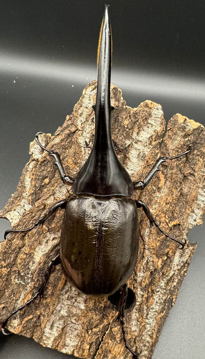 《ヘラクレス・ヘラクレス 144mm ペア》