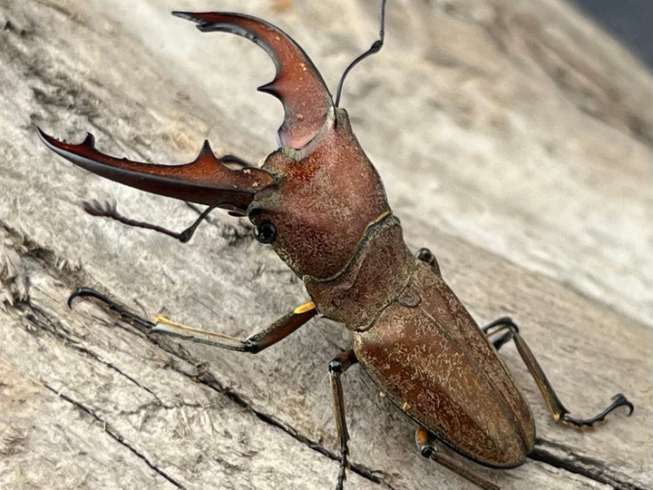 【WD】《スズムラホソアカ ロハス産 37mm ペア》