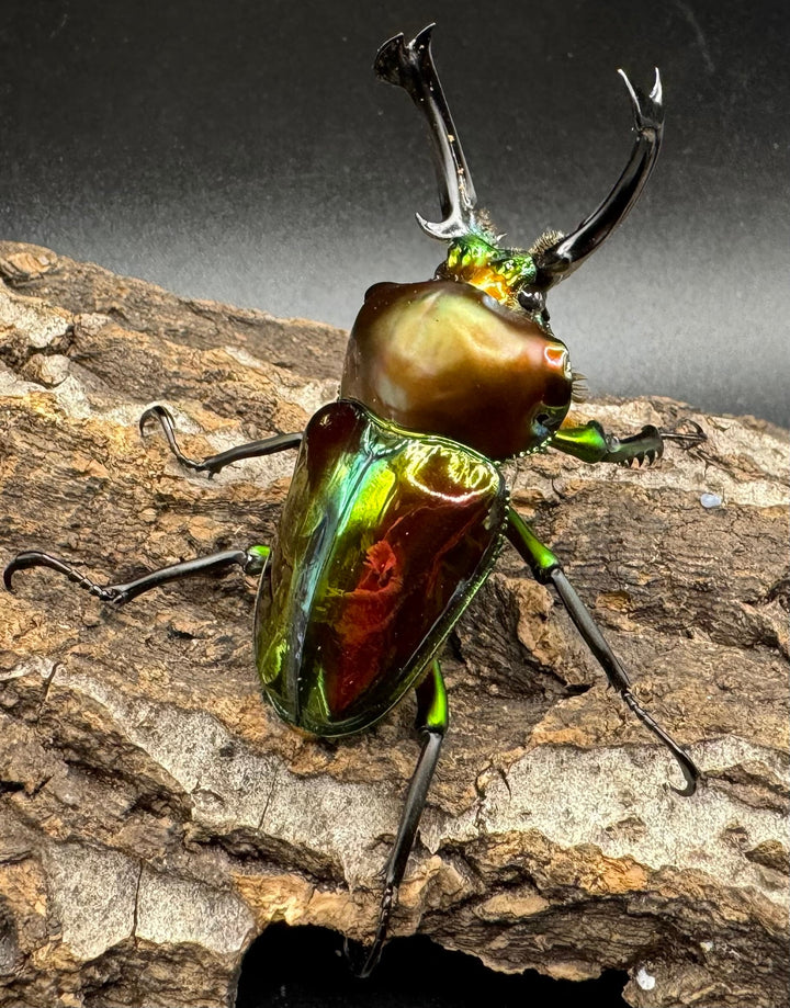 《ニジイロクワガタ 59mm ペア》