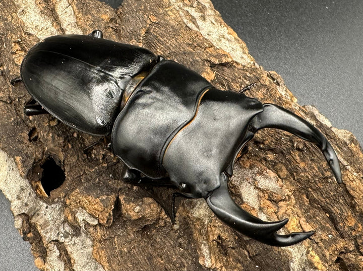 《オオクワガタ 川西血統 78mm ペア》ヒート氏ブリード個体