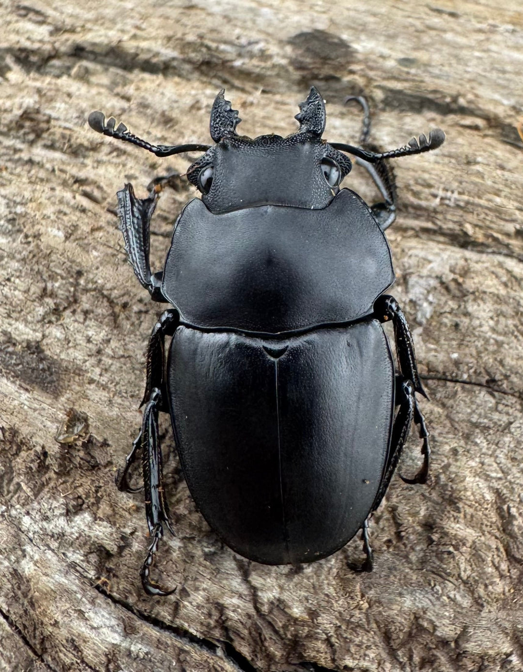 【WD】《プラティノータツヤクワガタ原名亜種 海南省産 25.5mm-26.5mm ♀単》