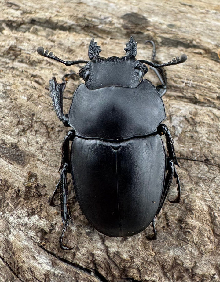 【WD】《プラティノータツヤクワガタ原名亜種 海南省産 25.5mm-26.5mm ♀単》