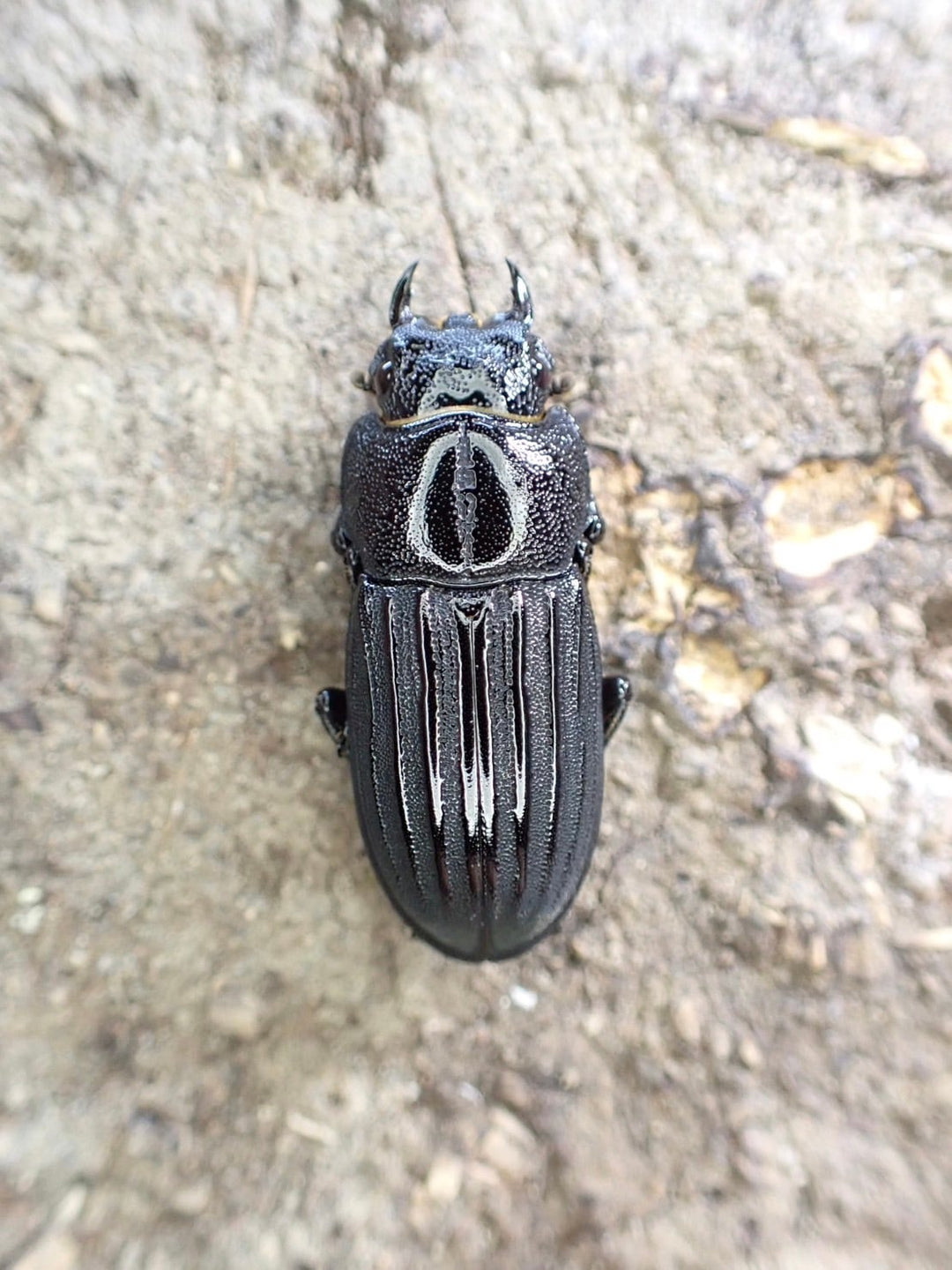 【WD】《モートゥオセスジ原名亜種 ペア》