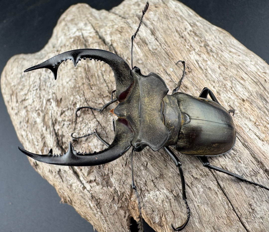 【WD】《ノビリスミヤマ 63mm ペア》