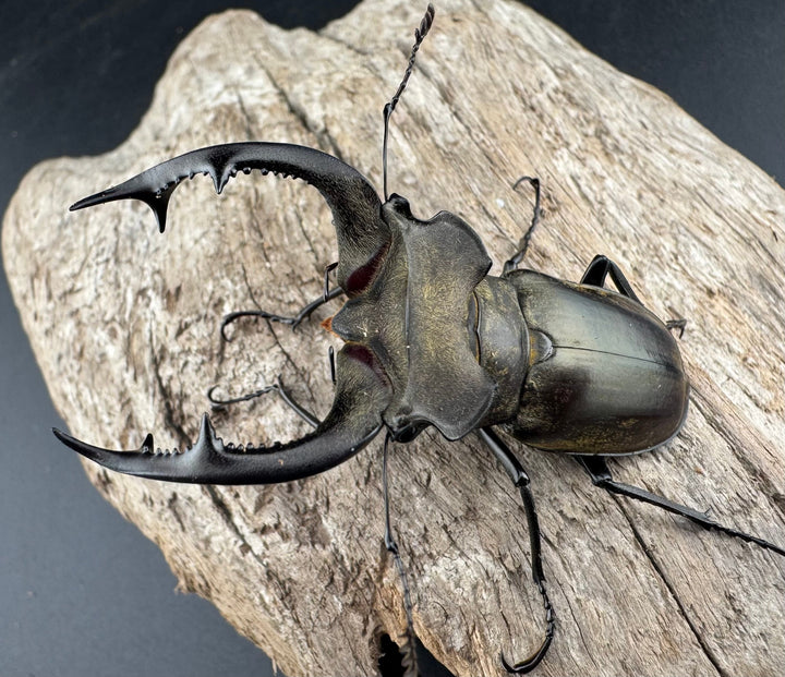 【WD】《ノビリスミヤマ 63mm ペア》