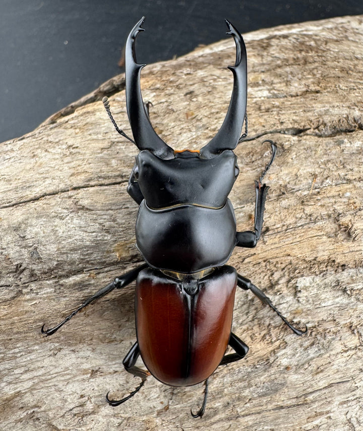 【WD】《マクレイコクワ 雲南省産 60mm ペア》