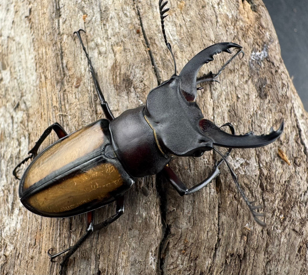 【WD】《パリーミヤマクワガタ 39.5mm ペア》