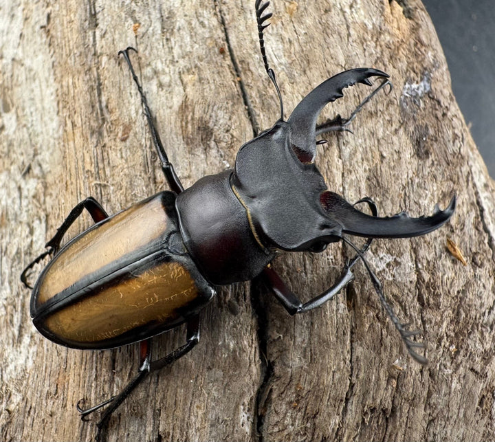 【WD】《パリーミヤマクワガタ 39.5mm ペア》