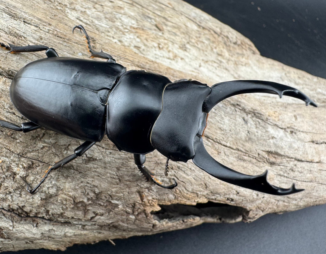 【WD】《ブラナウンコクワ 碧羅雪山産 64mm ペア》