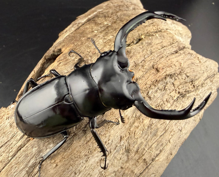 《ウエストウッディ亜種カズミアエ 74mm ペア》