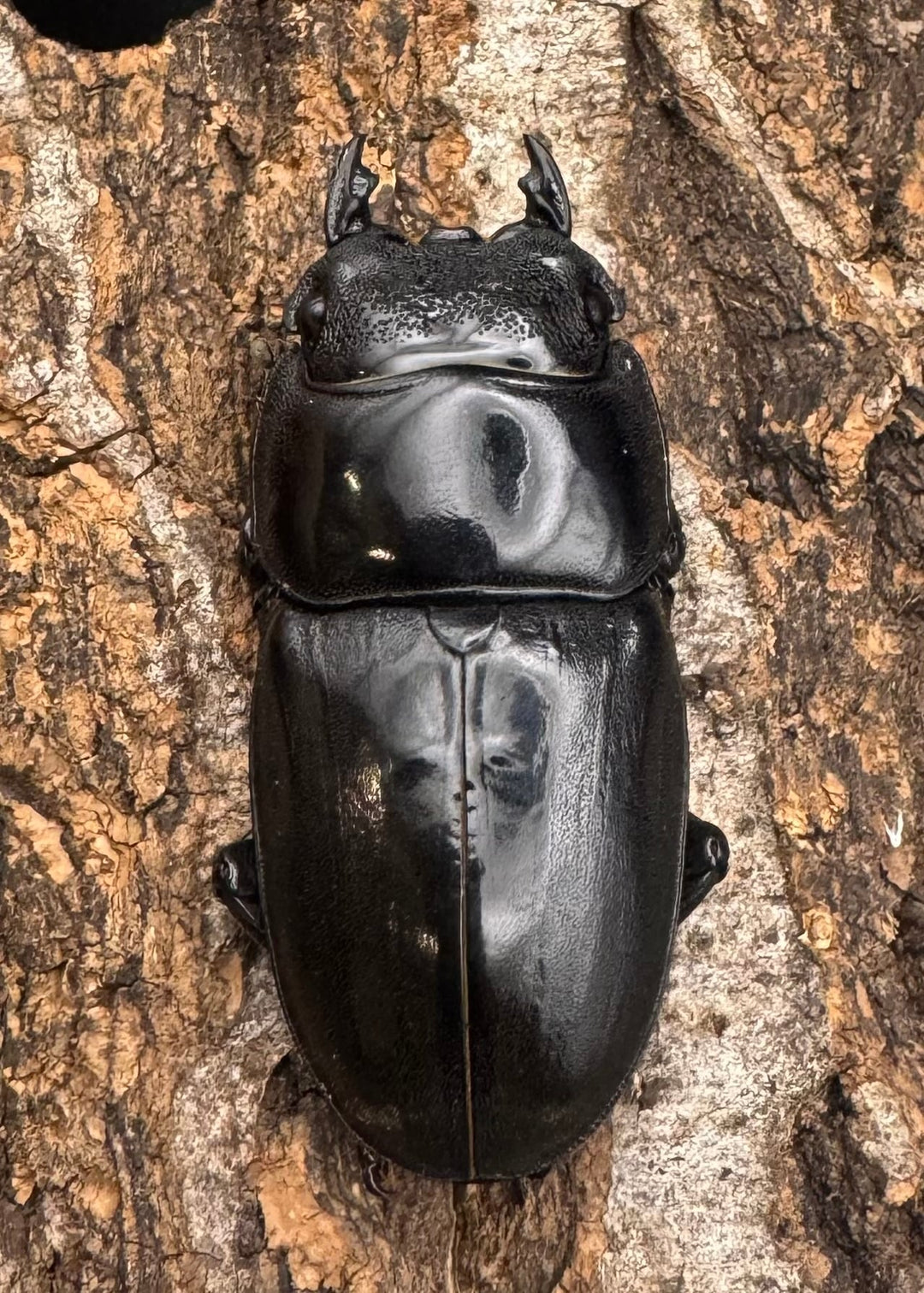 極太《スマトラオオヒラタ 90mm ペア》