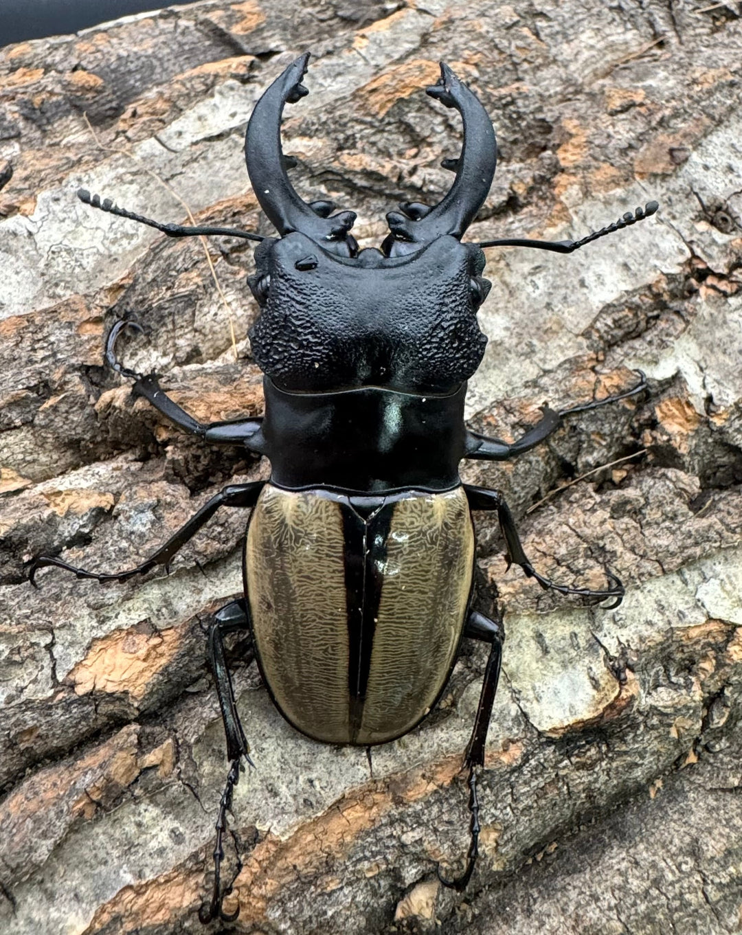 【WD】《ルデキンツヤクワガタ 70.5mm ペア》