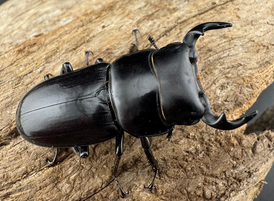 【WD】希少産地《ヤクシャオオクワ亜種gracilicornis 39mm ペア》