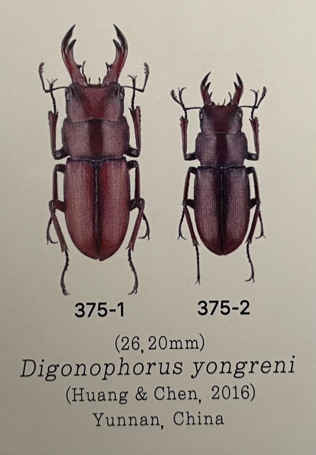 【WD】美麗種《ヨンレンセスジ ♀単》