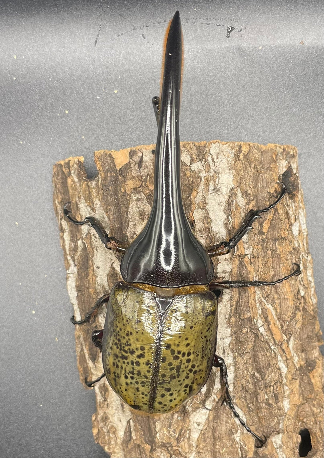 即ブリ《ヘラクレス・ヘラクレス 146mm ペア》