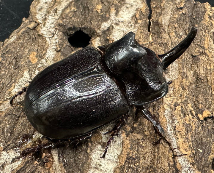 【WD】《マルタバンメンガタカブト 52.5mm ペア》