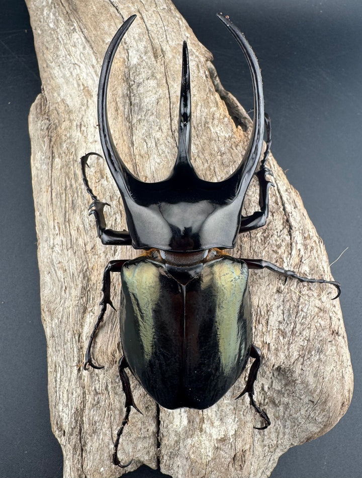 【WD】《ジャワコーカサスオオカブト 104mm ペア》