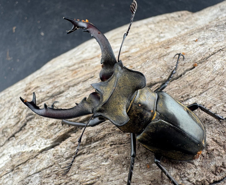 【WD】《セリケウスミヤマ原名亜種 55mm ペア》