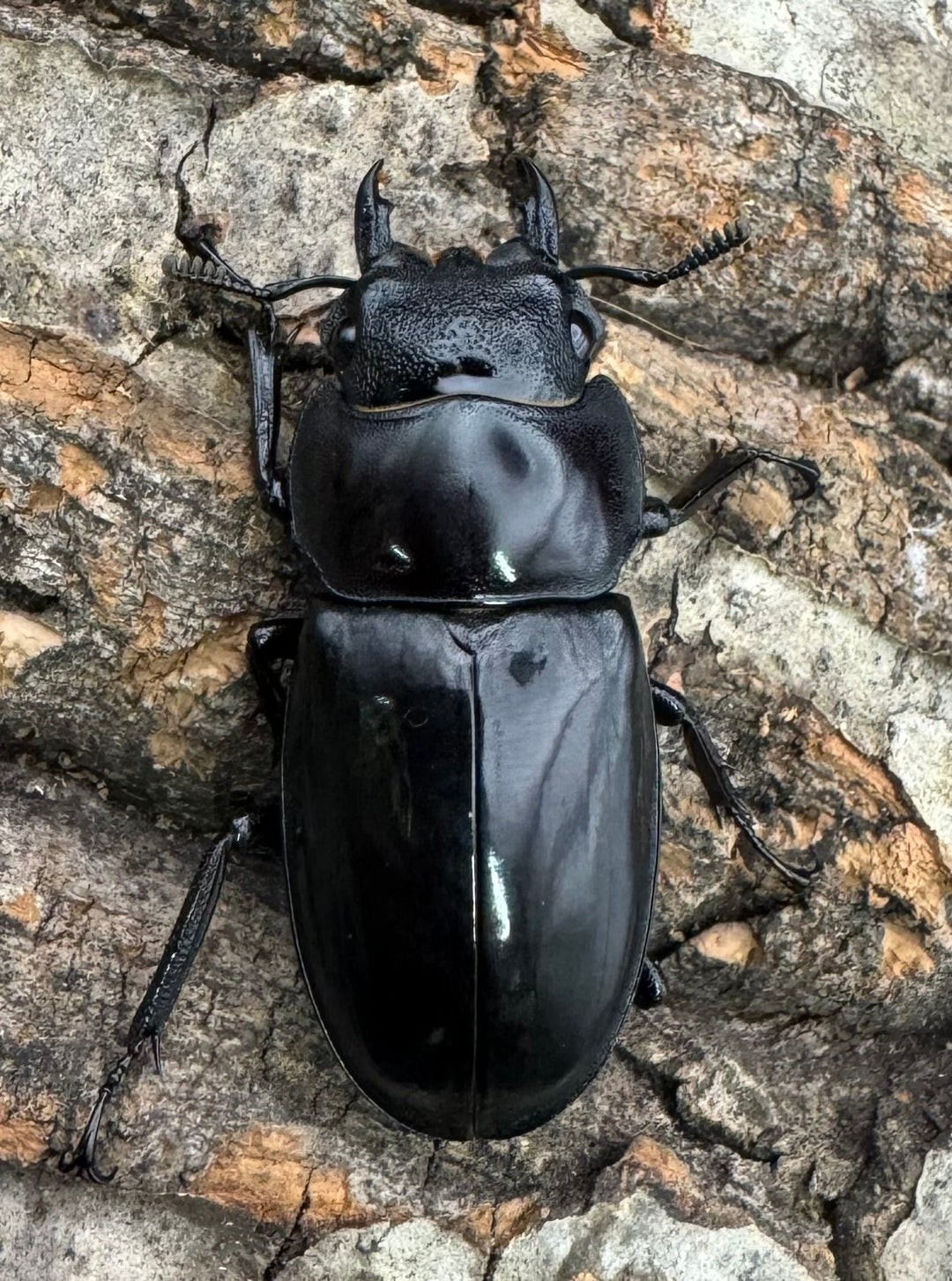 【WD】《マンディブラリスフタマタ 90.5mm A’品ペア》