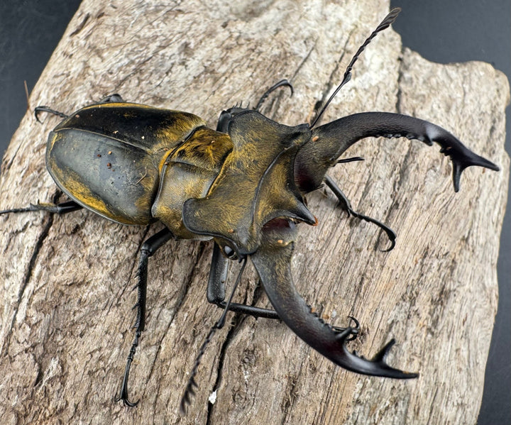 【WD】《セリケウスミヤマ原名亜種 62mm ペア》