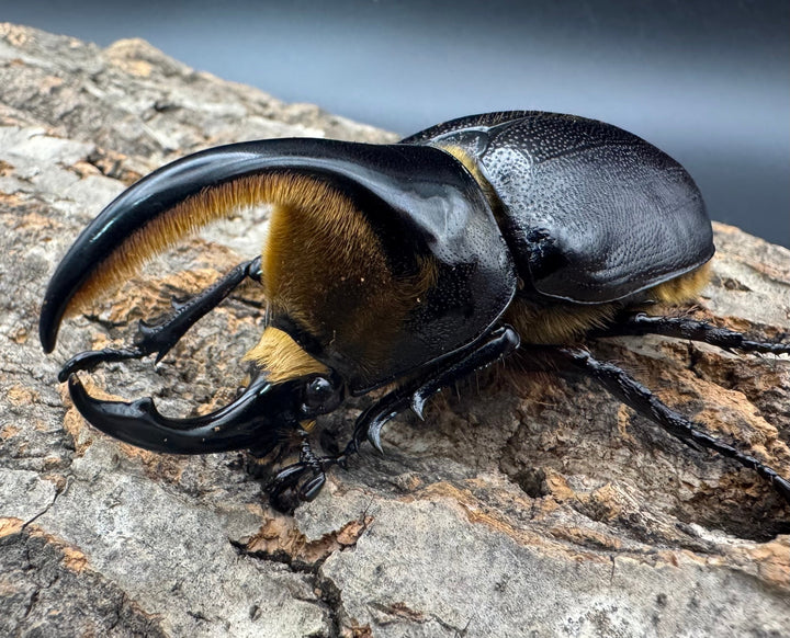 即ブリ《サタンオオカブト 80mm ペア》