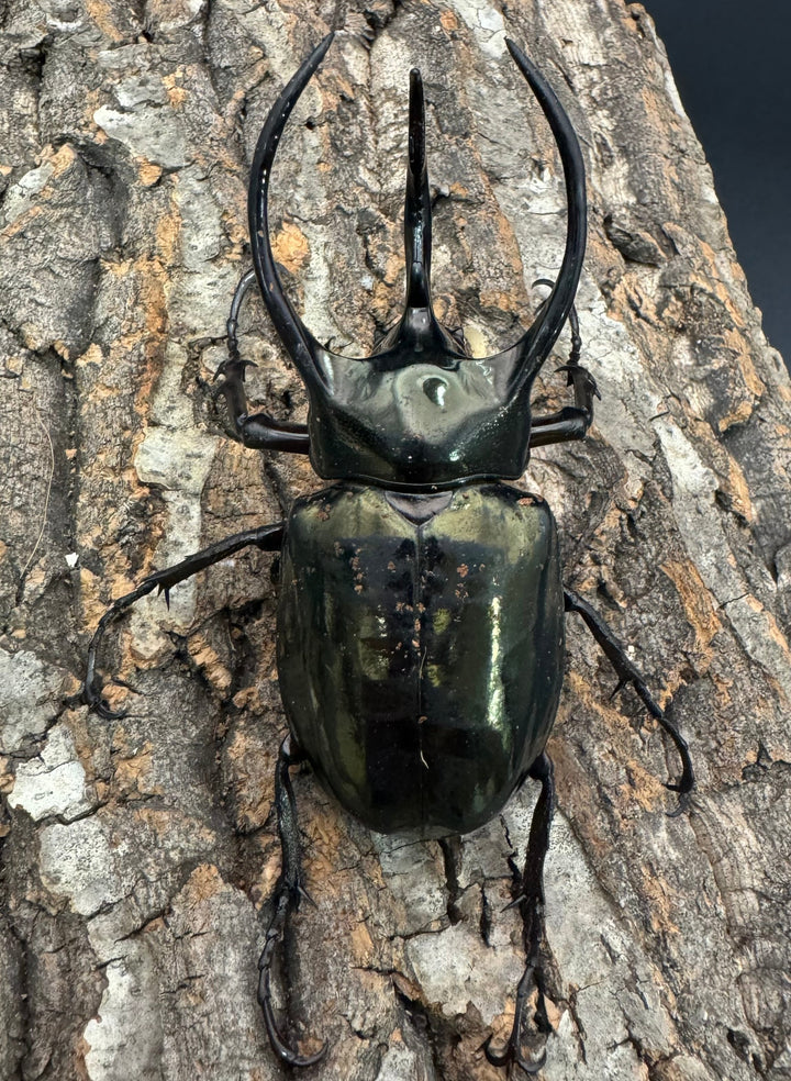 【WD】《ミンダナオアトラスオオカブト 95mm ペア》