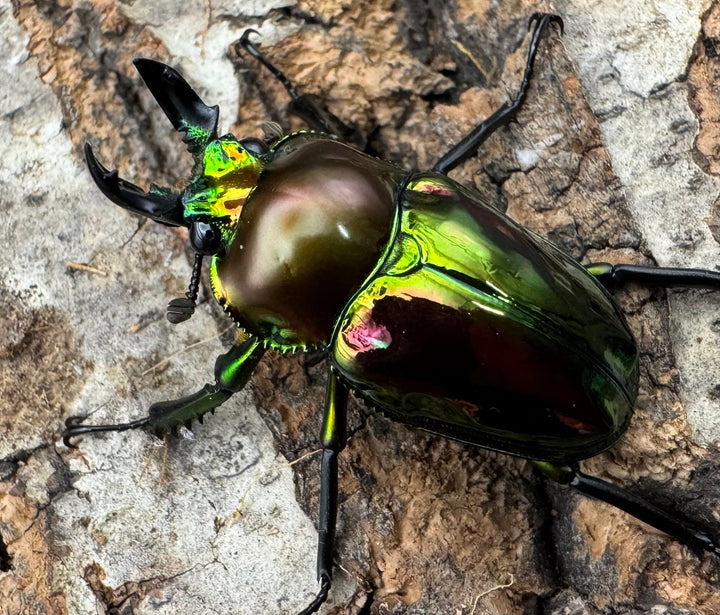 《ニジイロクワガタ ピカール系 32mm ペア》