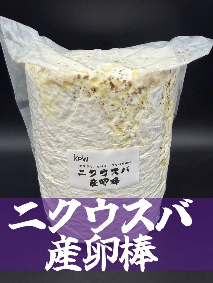 【5本セット】ニクウスバ産卵棒 1本入り