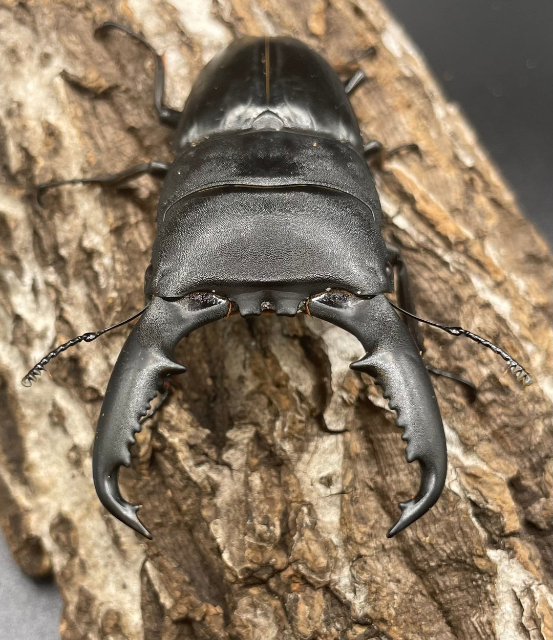 【WD】大型《ミンダナオヒラタ 90mm ペア》