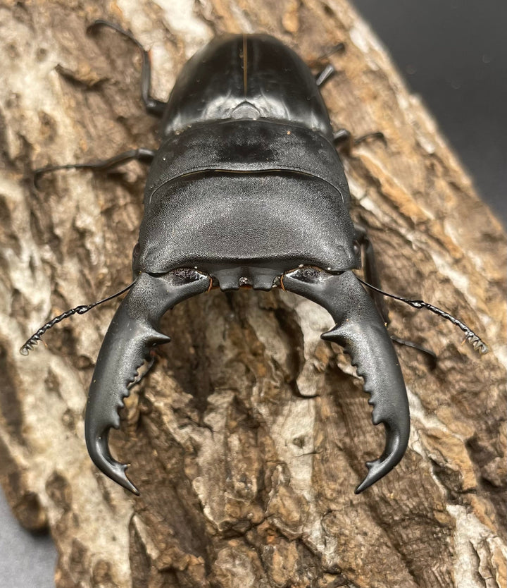 【WD】大型《ミンダナオヒラタ 90mm ペア》