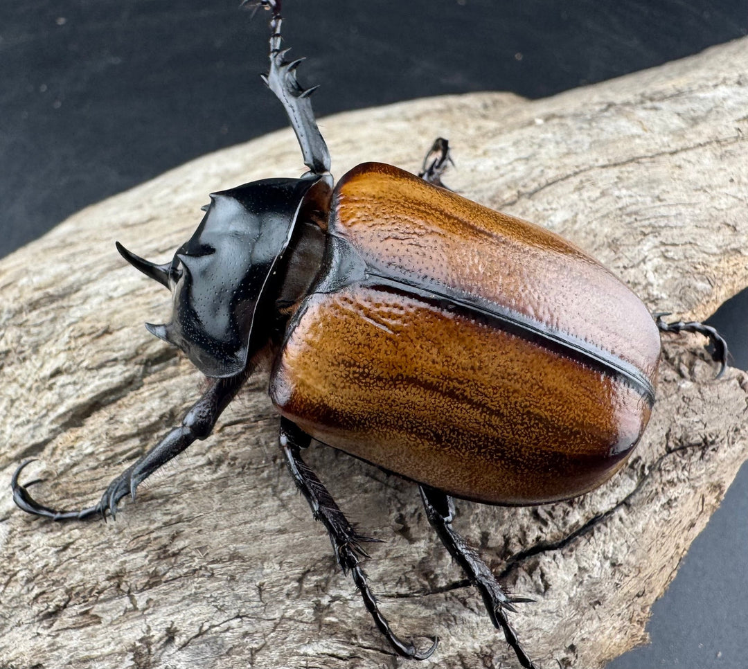 【F0】《スキットゴホンツノカブト 52mm ペア》