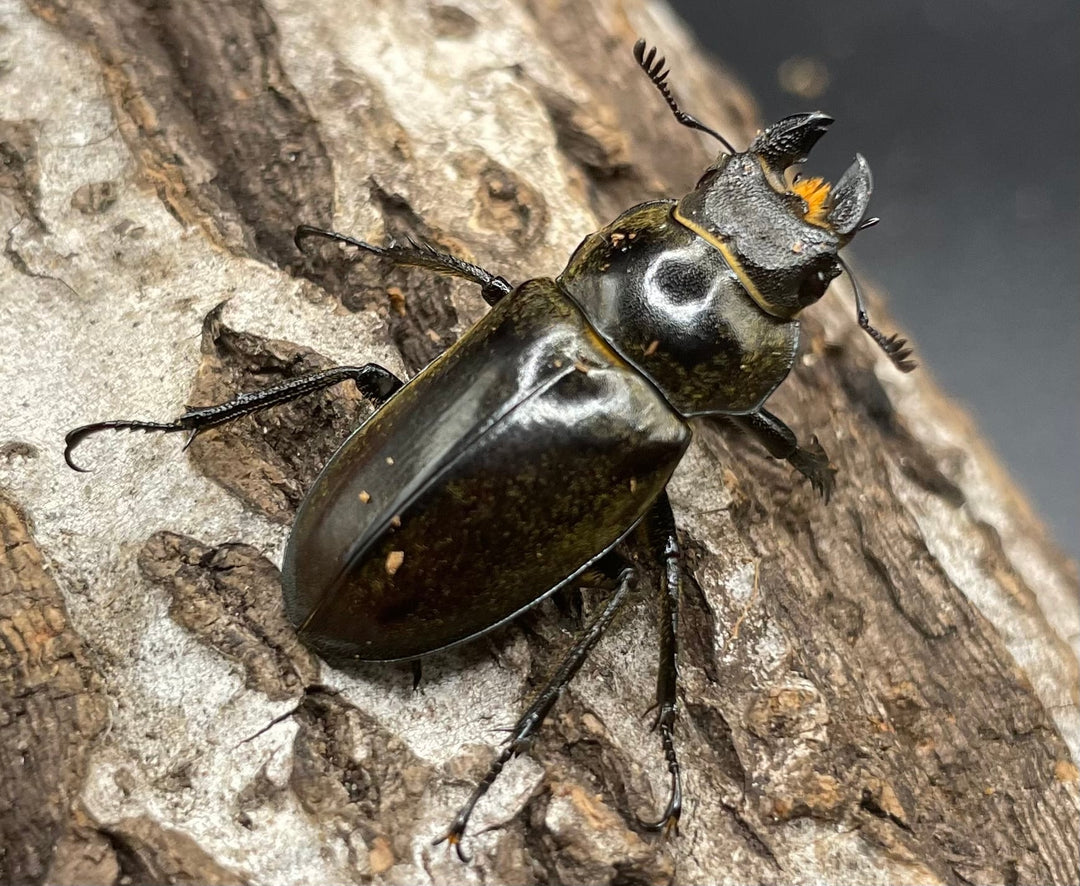 【WD】《ディルクミヤマクワガタ 48mm ペア》