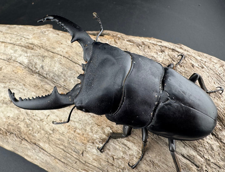 【WD】《パラワンオオヒラタ 90mm ペア》