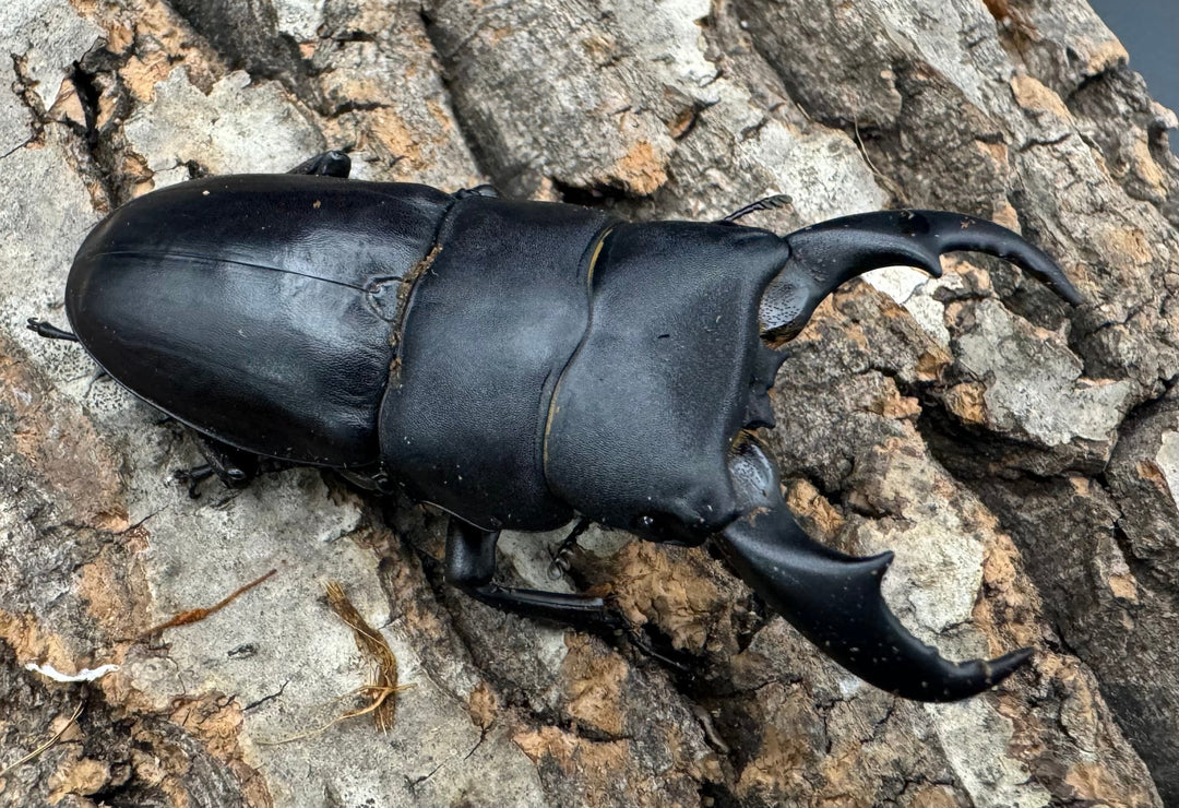 【WF3】《サキシマヒラタクワガタ 65mm ペア》