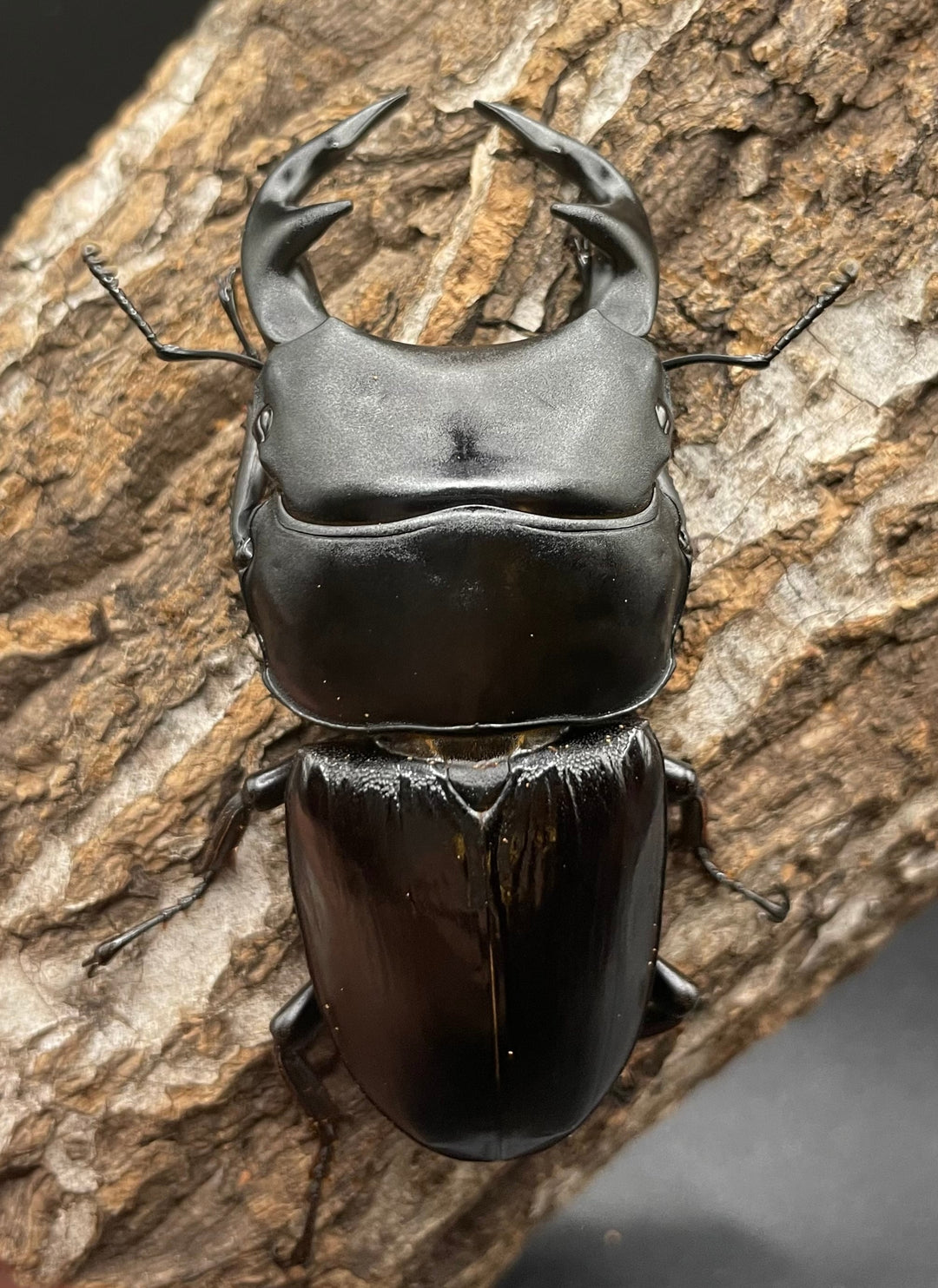 《インドグランディス亜種moriyai Garda95.0血統 80mm ♂♀♀トリオ