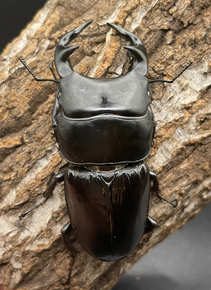 《インドグランディス亜種moriyai Garda95.0血統 80mm ♂♀♀トリオ