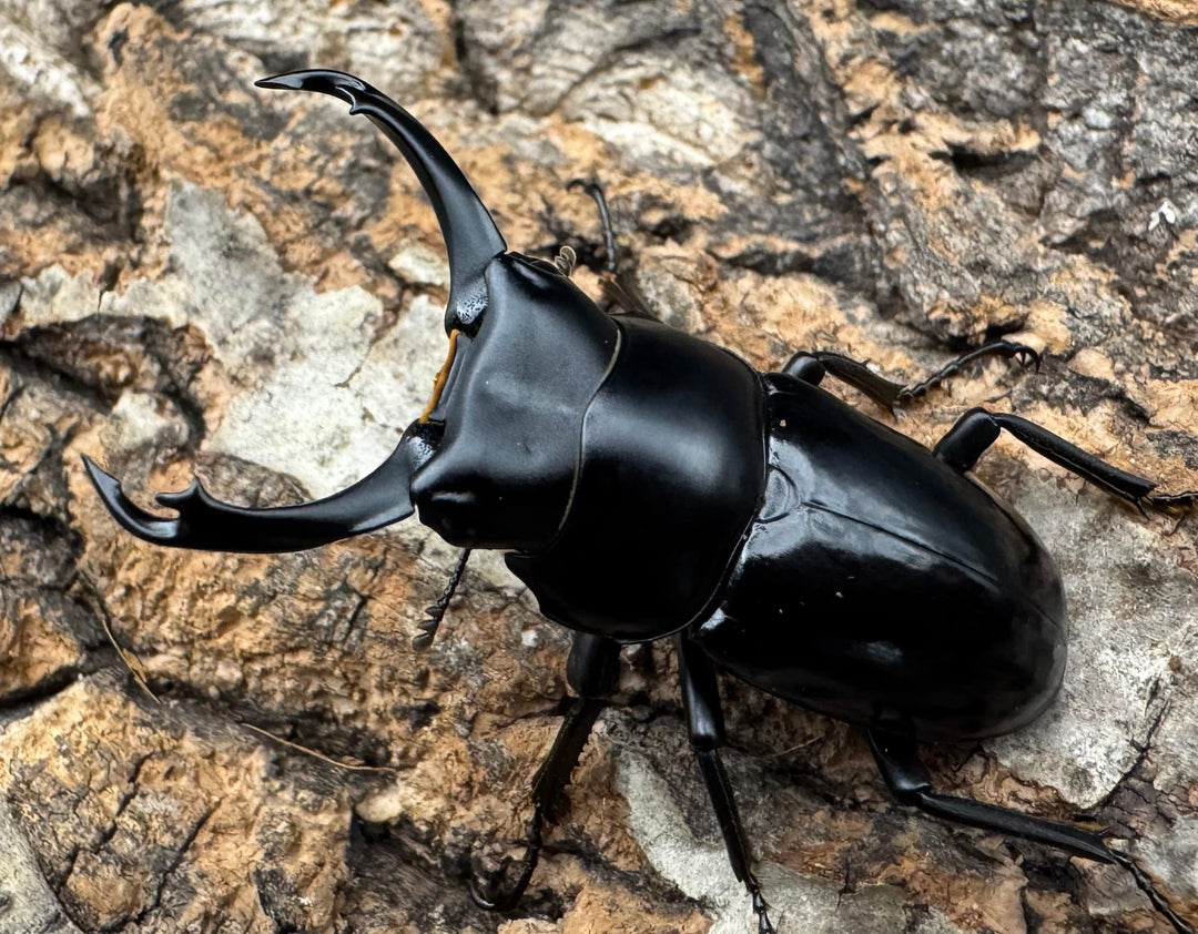 【WD】《シネンシスコクワ ssp. 怒江亜種 46mm ペア》