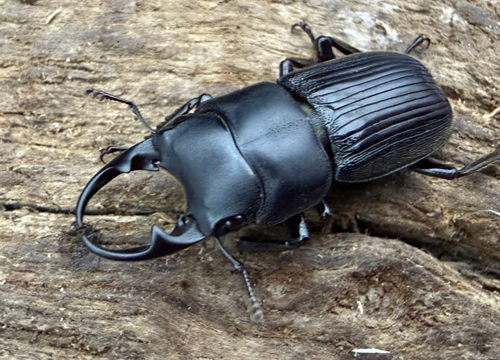 【WD】《ネブトクワガタ sp. カオバン 標高1400m 20mm ♂♀♀トリオ》